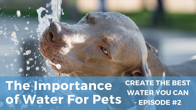 The Importance of Water for Pets: Create the Best Water You Can for Your Pets