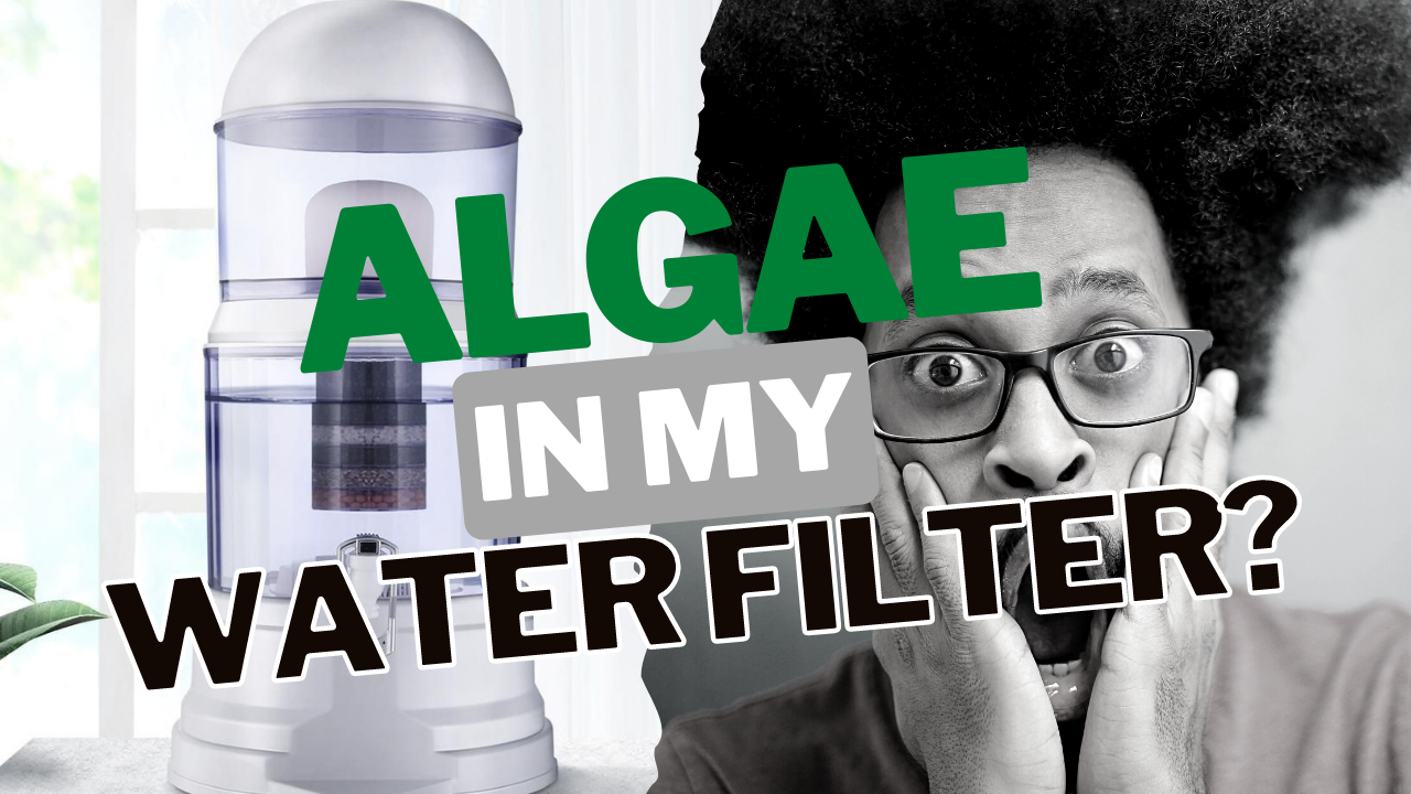 What to do if Algae Grows inside your Water Filter